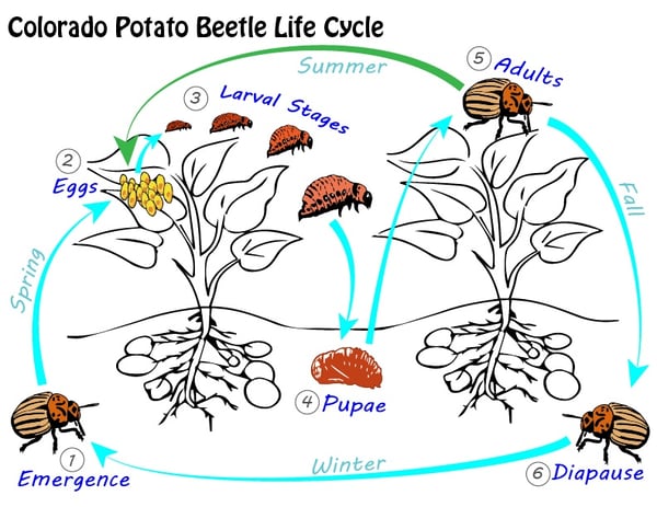 Copy of Fig -- CPB life cycle - By CK