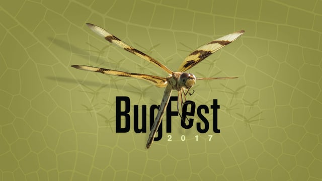 BugFest2017